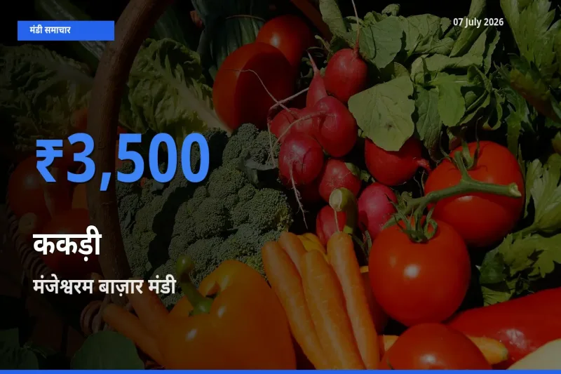 किसानों की पसंद बना मंजेश्वरम बाज़ार, ककड़ी के सबसे अच्छे दाम