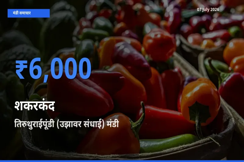 तिरुथुराईपूंडी (उझावर संधाई) मंडी में शकरकंद ₹6,000 पर पहुँचा – आज का सर्वोच्च भाव