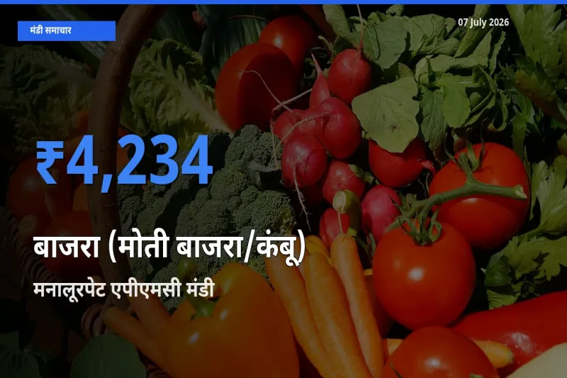 मनालूरपेट एपीएमसी में बाजरा (मोती बाजरा/कंबू) का आज सबसे ऊँचा भाव