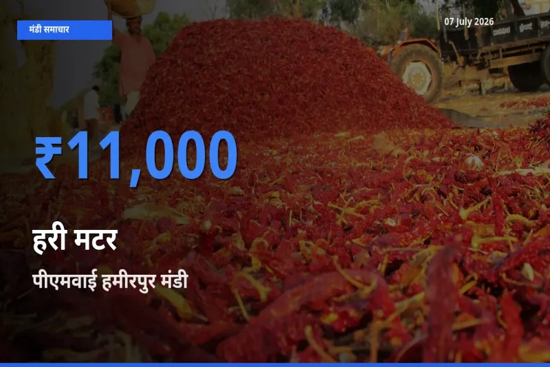 पीएमवाई हमीरपुर मंडी में हरी मटर ₹11,000 पर पहुँचा – आज का सर्वोच्च भाव