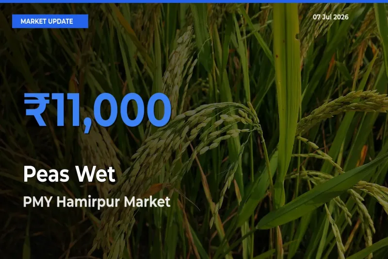 PMY Hamirpur Leads as Top Mandi for Peas Wet Prices