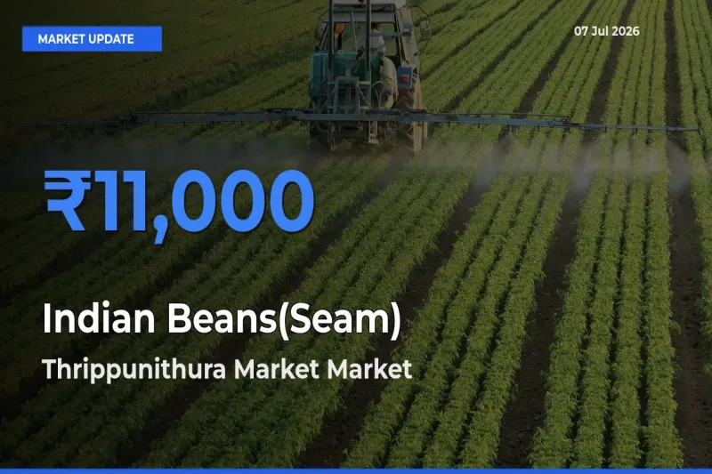 Market Watch: Thrippunithura Market Becomes Top Mandi for Indian Beans(Seam)
