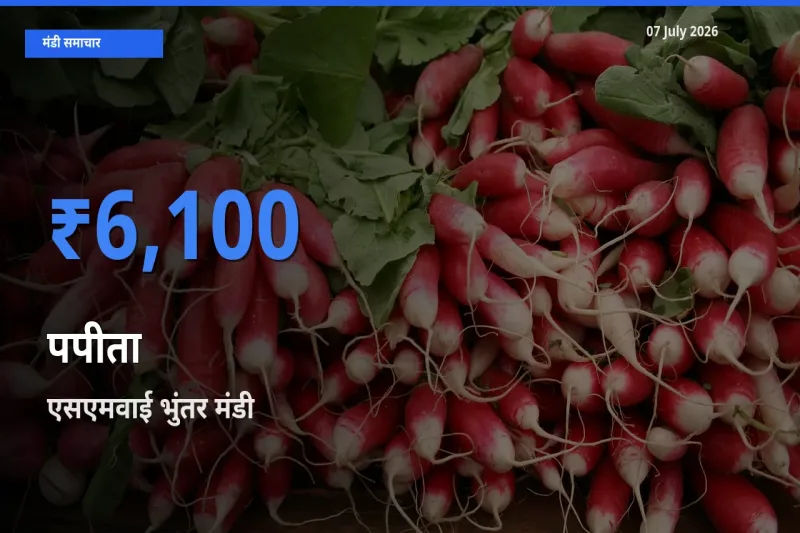 एसएमवाई भुंतर मंडी में आज पपीता के सबसे ऊँचे दाम दर्ज
