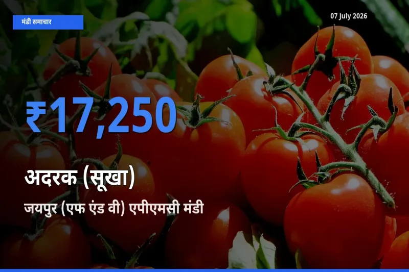 जयपुर (एफ एंड वी) एपीएमसी मंडी में अदरक (सूखा) ₹17,250 पर पहुँचा – आज का सर्वोच्च भाव