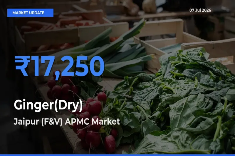 Jaipur (F&V) APMC Emerges as Top Mandi for Ginger(Dry) Prices Today