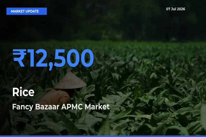 Rice Mandi Rate Today: Fancy Bazaar APMC Tops the List