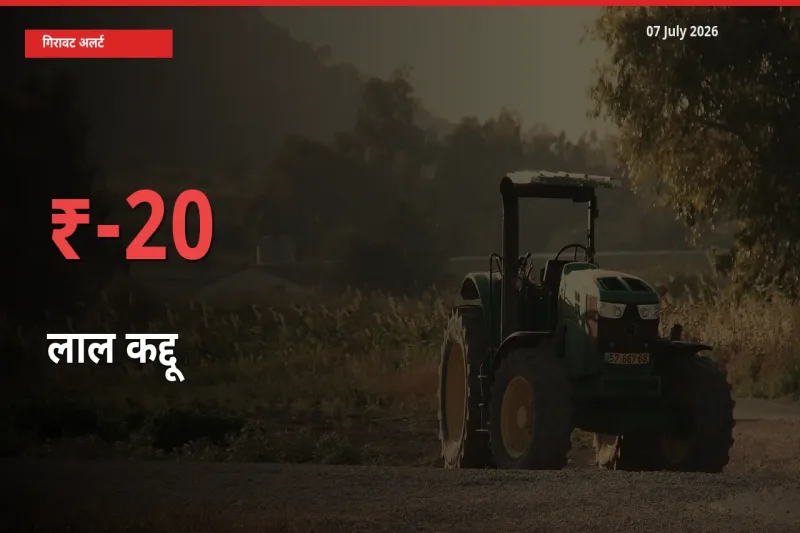 किसानों की चिंता बढ़ी! स्थानीय मंडी में लाल कद्दू 19.83% गिरा