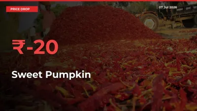 Sweet Pumpkin Prices Drop 19.83% in 24 Hours at Major Mandis