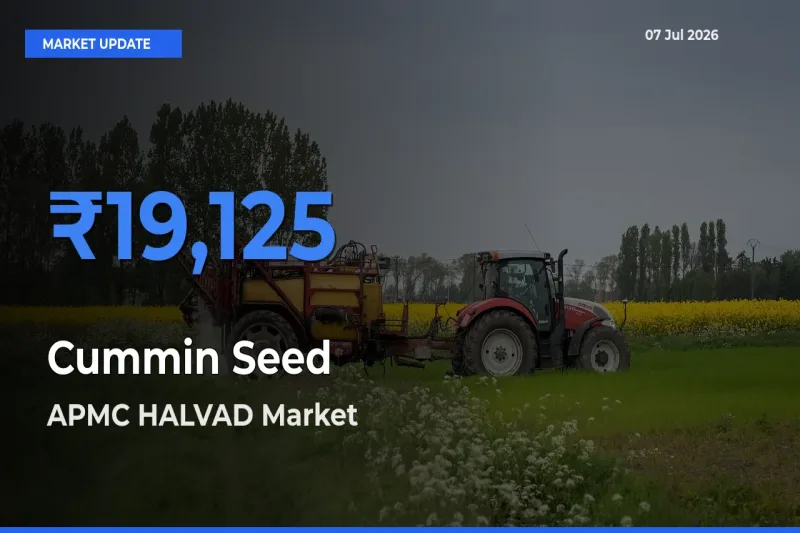APMC HALVAD Records Highest ₹19,125 Rate for Cummin Seed