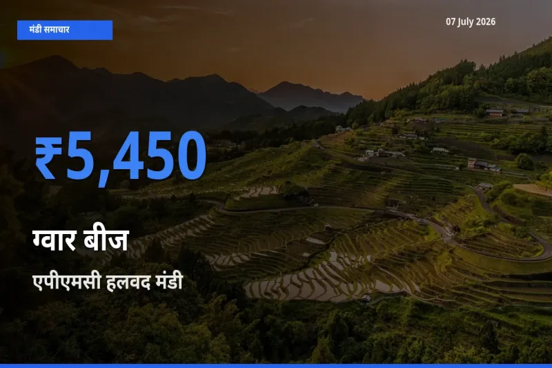 07 July अपडेट: ग्वार बीज के सबसे ऊँचे दाम एपीएमसी हलवद मंडी में