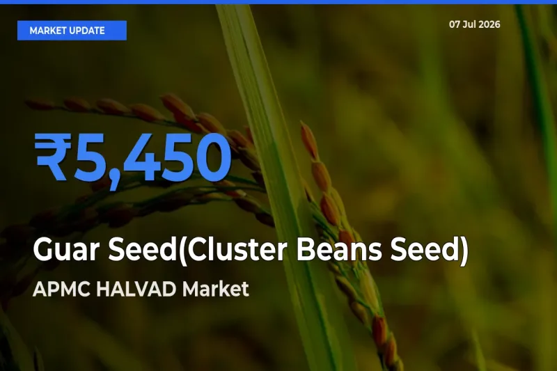 APMC HALVAD Tops Guar Seed(Cluster Beans Seed) Rates – July 07 Market Update