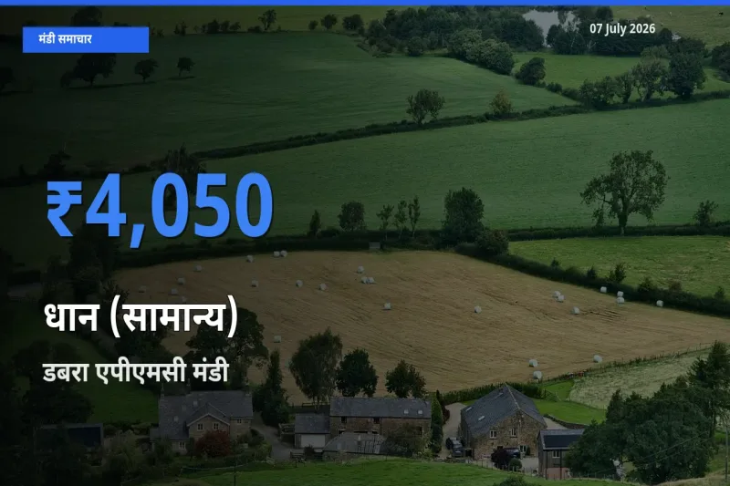 डबरा एपीएमसी मंडी में आज धान (सामान्य) के सबसे ऊँचे दाम दर्ज
