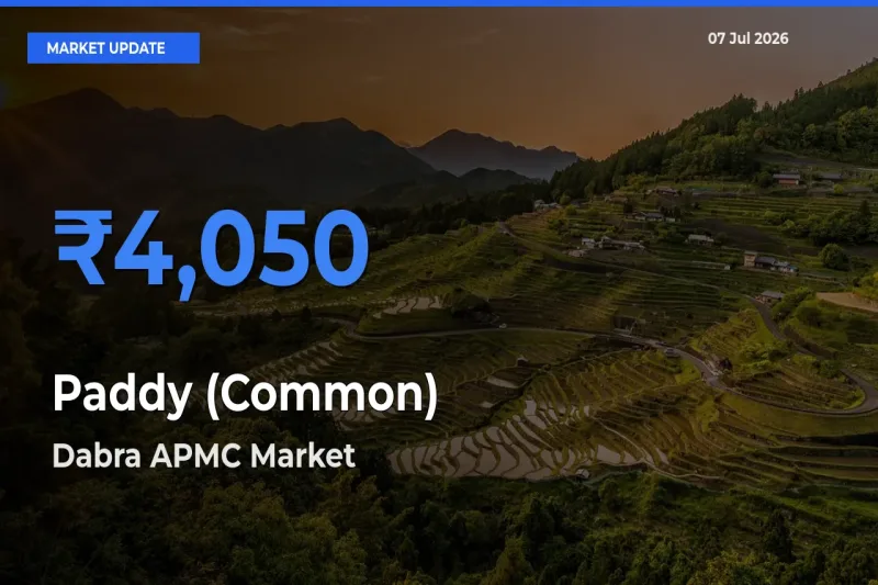 Paddy (Common) Mandi Rate Today: Dabra APMC Tops the List