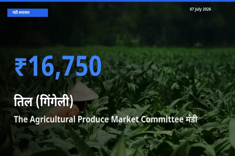 आज का मंडी भाव: तिल (गिंगेली) के सबसे ज़्यादा दाम The Agricultural Produce Market Committee में