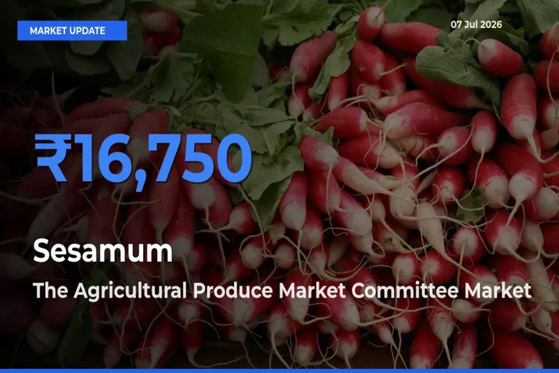 The Agricultural Produce Market Committee Emerges as Top Mandi for Sesamum Prices Today