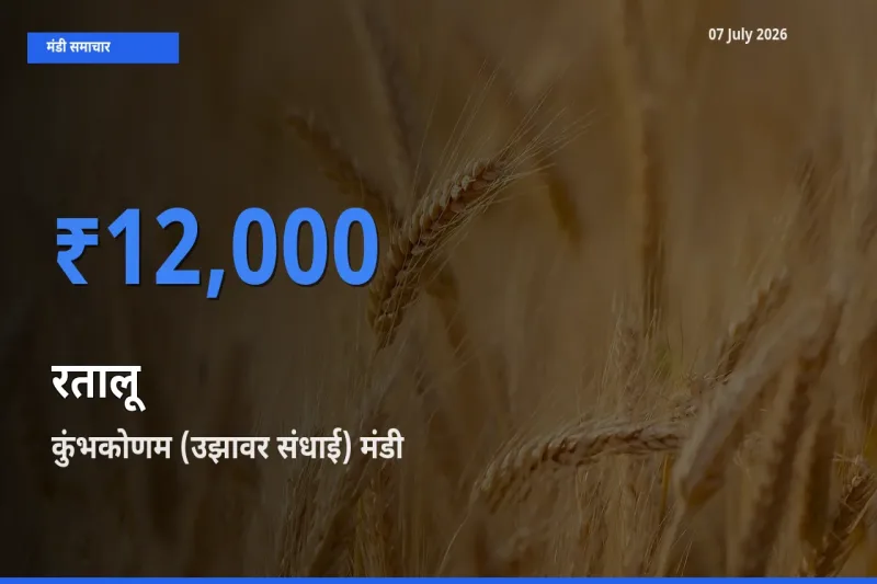 कुंभकोणम (उझावर संधाई) में रतालू का आज सबसे ऊँचा भाव