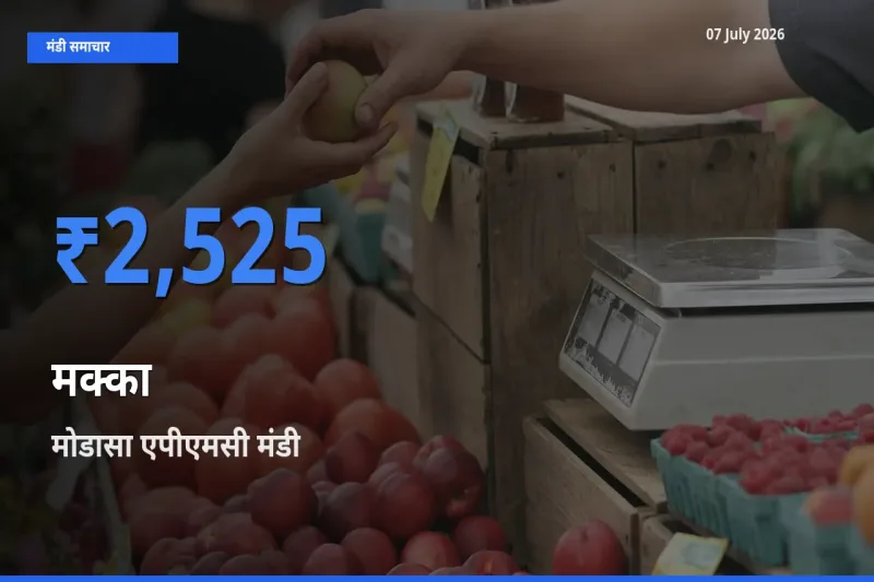 आज मक्का के सबसे ऊँचे दाम ₹2,525 मोडासा एपीएमसी मंडी में