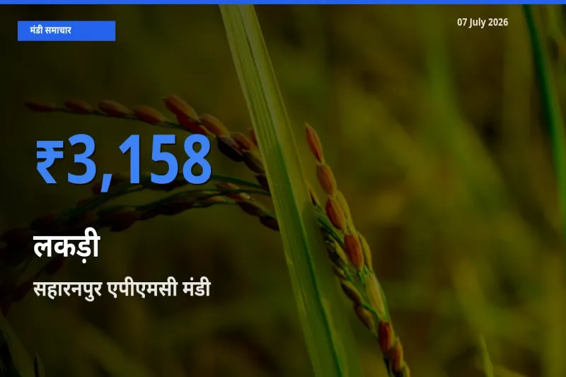 सहारनपुर एपीएमसी मंडी में लकड़ी ₹3,158 पर पहुँचा – आज का सर्वोच्च भाव