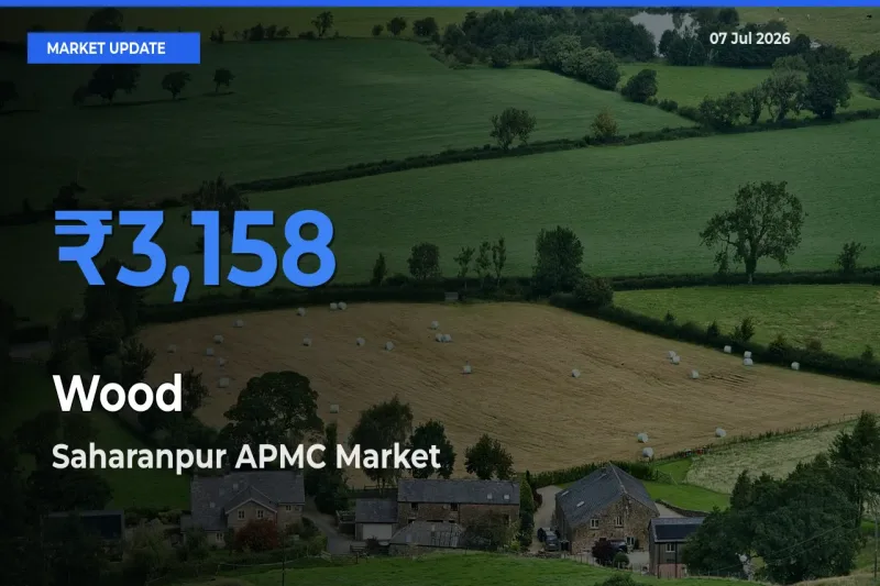 Top Performer! Saharanpur APMC Offers Best Wood Price Today