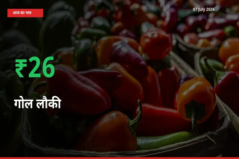 तेज़ तेजी! मंडी में गोल लौकी के दाम 26.25% चढ़े