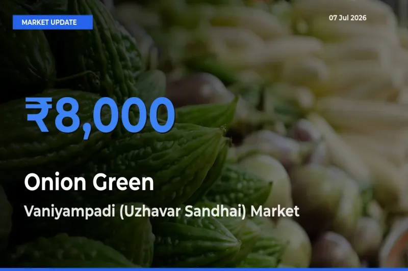 Top Performer! Vaniyampadi (Uzhavar Sandhai) Offers Best Onion Green Price Today