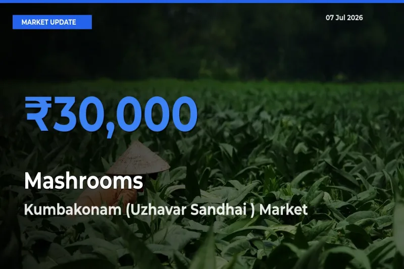 Kumbakonam (Uzhavar Sandhai ) Offers ₹30,000 – Highest Mashrooms Rate Today