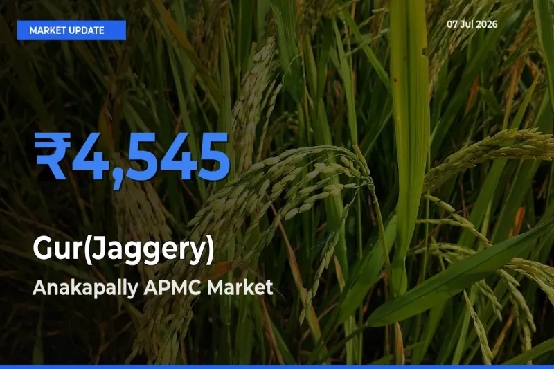 Top Performer! Anakapally APMC Offers Best Gur(Jaggery) Price Today