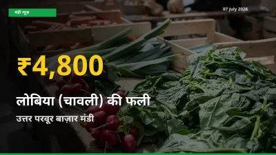 उत्तर परवूर बाज़ार में लोबिया (चावली) की फली ₹4,800 पर पहुँचा – अब तक का उच्चतम भाव