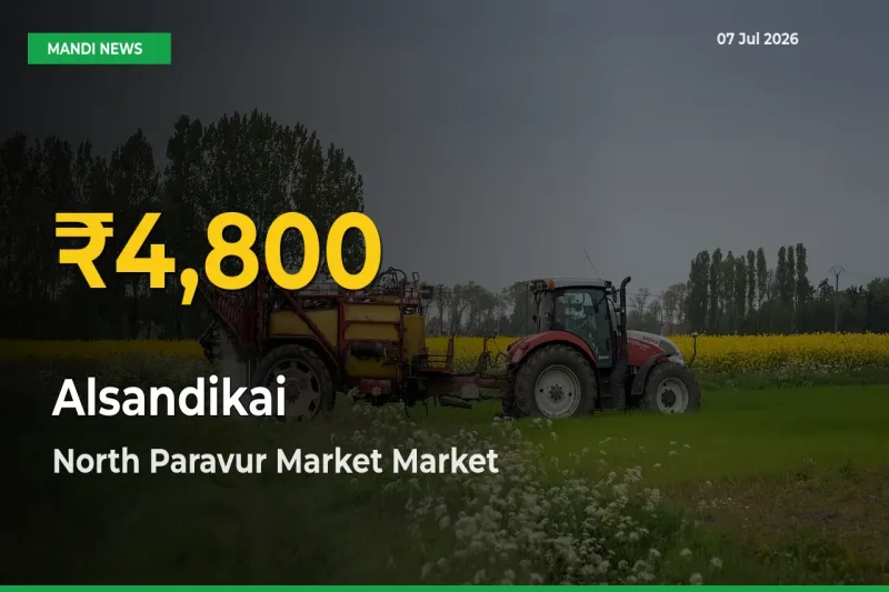 Alsandikai Prices Soar to Record High in North Paravur Market – Farmers Alert Today