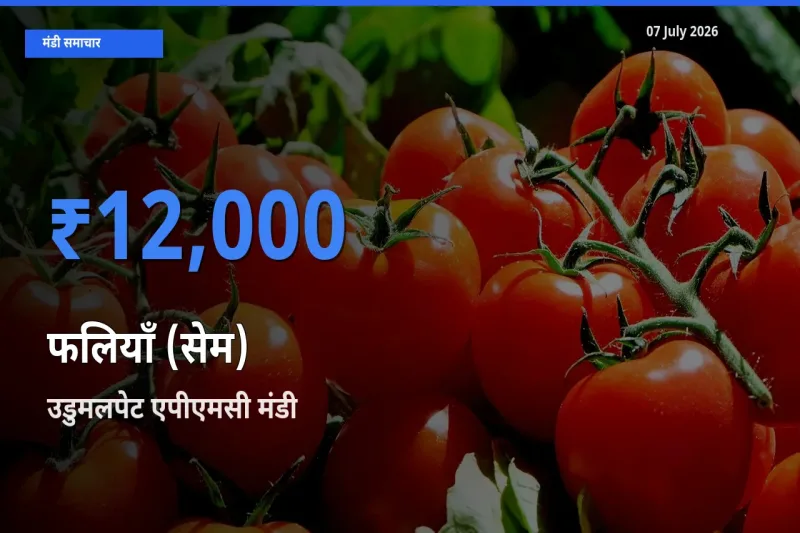 आज फलियाँ (सेम) के सबसे ऊँचे दाम ₹12,000 उडुमलपेट एपीएमसी मंडी में