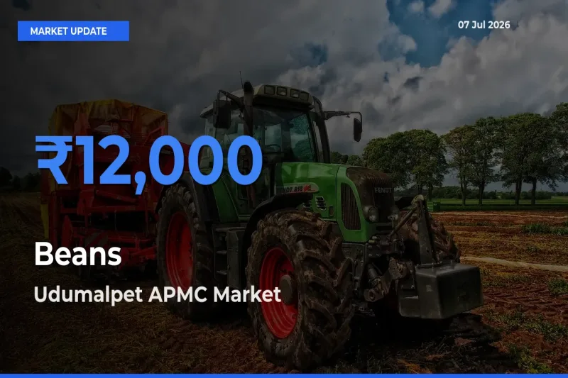 Udumalpet APMC Emerges as Top Mandi for Beans Prices Today