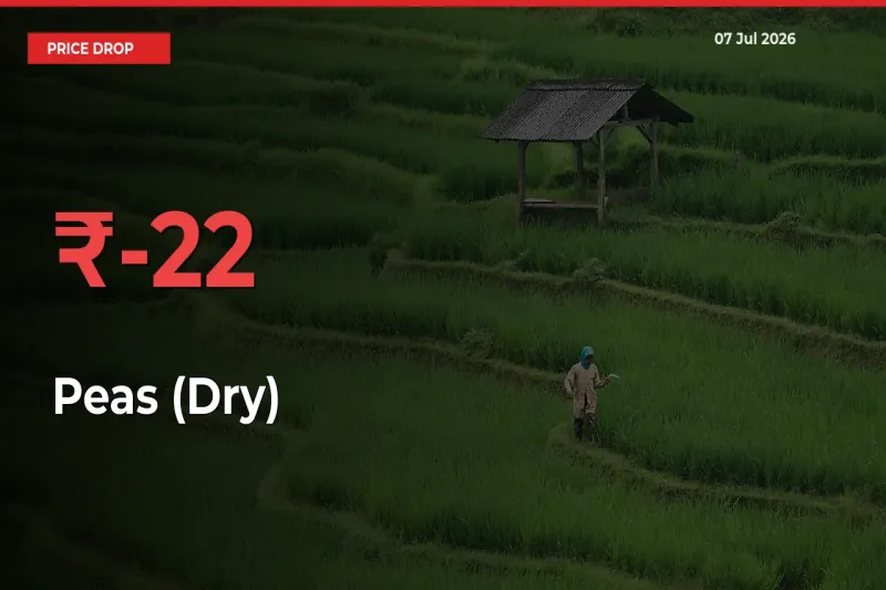 22.31% Drop in Peas (Dry) Prices – Mandi Sees Sudden Fall