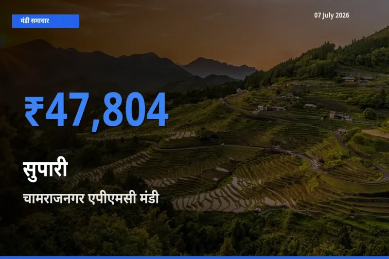 चामराजनगर एपीएमसी मंडी में सुपारी ₹47,804 पर पहुँचा – आज का सर्वोच्च भाव