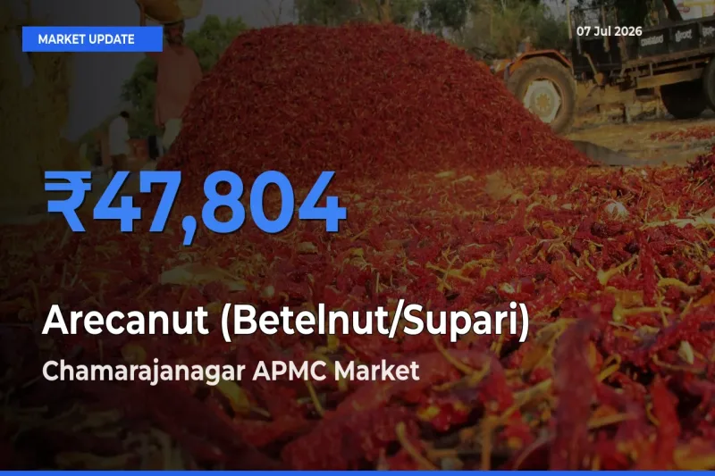 Market Watch: Chamarajanagar APMC Becomes Top Mandi for Arecanut (Betelnut/Supari)