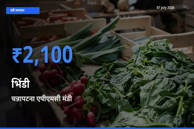 चन्नापटना एपीएमसी मंडी में आज भिंडी के सबसे ऊँचे दाम दर्ज