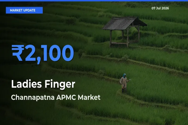 Channapatna APMC Tops Ladies Finger Rates – July 07 Market Update