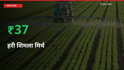 बाज़ार संकेत: हरी शिमला मिर्च के भाव मंडी में 36.89% ऊपर