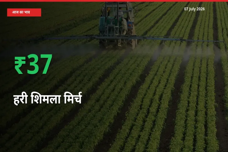बाज़ार संकेत: हरी शिमला मिर्च के भाव मंडी में 36.89% ऊपर