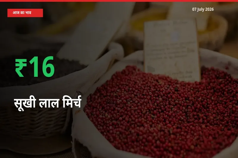 बाज़ार संकेत: सूखी लाल मिर्च के भाव मंडी में 15.52% ऊपर