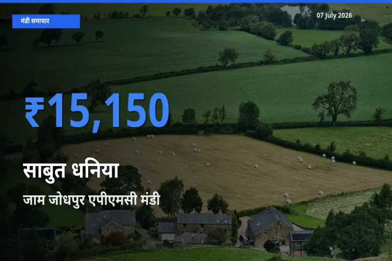 किसानों की पसंद बना जाम जोधपुर एपीएमसी, साबुत धनिया के सबसे अच्छे दाम