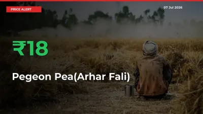 Farmers Cheer as Pegeon Pea(Arhar Fali) Prices Surge 17.97% in Local Mandis