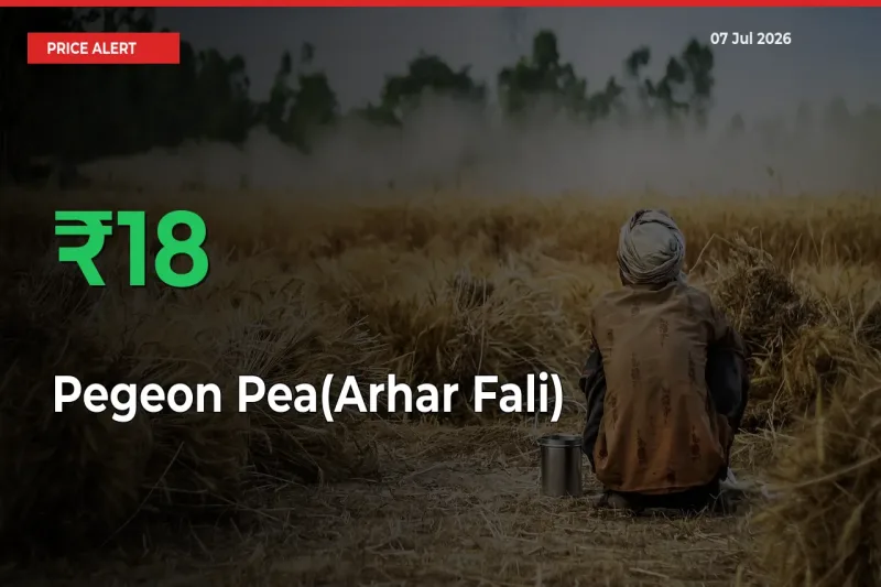 Farmers Cheer as Pegeon Pea(Arhar Fali) Prices Surge 17.97% in Local Mandis