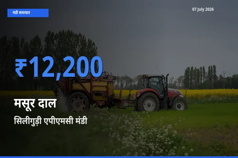 07 July अपडेट: मसूर दाल के सबसे ऊँचे दाम सिलीगुड़ी एपीएमसी मंडी में