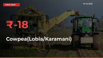 This Mandi Records 18.38% Fall in Cowpea(Lobia/Karamani) Prices