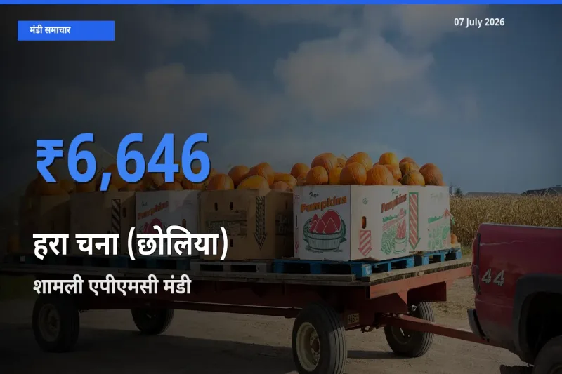 शामली एपीएमसी में हरा चना (छोलिया) का आज सबसे ऊँचा भाव