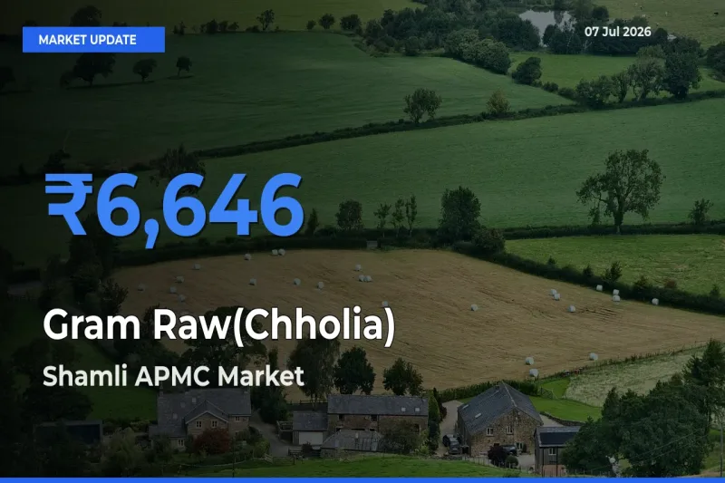 Gram Raw(Chholia) Mandi Rate Today: Shamli APMC Tops the List