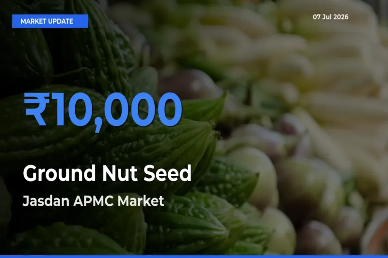 Jasdan APMC Emerges as Top Mandi for Ground Nut Seed Prices Today