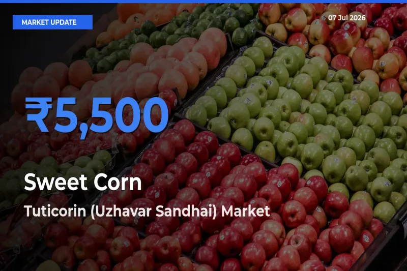 Tuticorin (Uzhavar Sandhai) Emerges as Top Mandi for Sweet Corn Prices Today