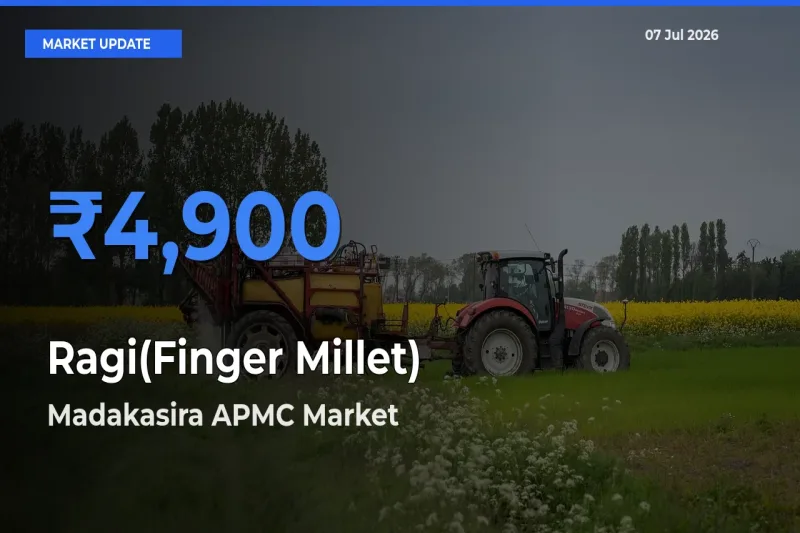 Madakasira APMC Leads as Top Mandi for Ragi(Finger Millet) Prices