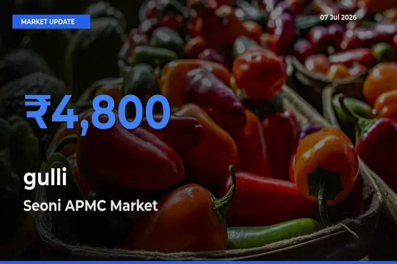 Seoni APMC Leads as Top Mandi for gulli Prices